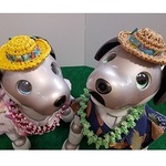 aibo 麦わら帽子
