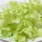アナベル紫陽花　あじさい　アジサイ　プリザーブド　アップルグリーン