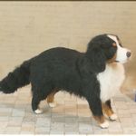 羊毛フェルト　犬　バーニーズ・マウンテン・ドッグ　犬フィギュア