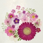 押し花素材 vol.12