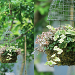 風そよぐ鳥かご寄せ植え