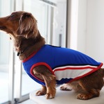 犬服　ダックスちゃんのスポーティメッシュなタンクトップ　ブルー