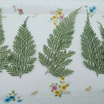 🌼再販🌼押し葉素材。シダ(タバリファン)