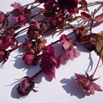 葡萄色染：極少バラ　のプリザーブドフラワー　薔薇