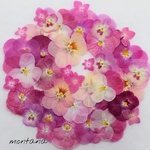 402.押し花アソート〜ピンク系 ビオラ 押し花素材