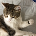 いちこさま専用