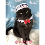 再入荷❣️イカリ柄シュシュ猫ちゃんの首輪