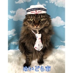 イカリ柄ネクタイ首輪、猫ちゃんの首輪