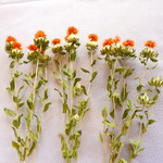 【ドライフラワー】紅花3本