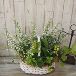カラミンサとブルーベリーの爽やか寄せ植えバスケット