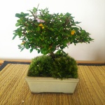 香丁木のミニ盆栽