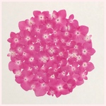 天然押し花素材  215