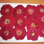 押し花商品【バラ　12輪】