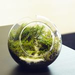 10cm ボトルテラリウム 苔テラリウム 完成品 苔盆景 テラリウム 沢のせせらぎ