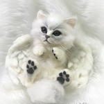 Angel Cat