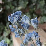 Sale プラチナブルー　デルフィニウムのDry Flower（5本組）