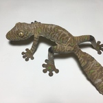 フリンジヘラオヤモリのフィギュア