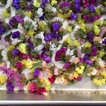 ドライフラワー花材✳︎スターチス ヘッド✳︎小分け