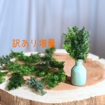 ヒムロスギ《訳あり増量》＊フォレストグリーン☆送料無料＆4点毎に1点おまけ付き♡ 