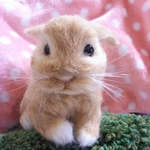 うさぎ🐰さん