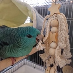 安全で安心《星のツンツンかみかみ》☆*°鳥おもちゃ インコおもちゃ