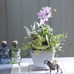 ファレとグリーンのお部屋で楽しむ寄せ植え B