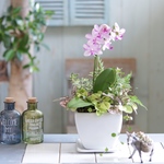 ファレとグリーンのお部屋で楽しむ寄せ植え C