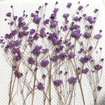 かすみ草  紫 押し花