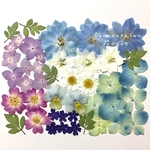 押し花 素材 セット 10
