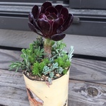 黒法師とセダムの寄せ植え（ピック付き）