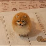羊毛フェルト　犬　小さなポメラニアン　