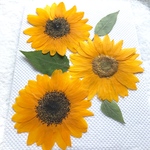 ひまわり 押し花