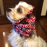中型犬用スヌード 犬用スヌード 星条旗柄 USAコットン ❤︎追加商品❤︎