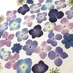 押し花140 アソート無着色