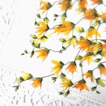 押し花素材～メラスフェルラ 15本～