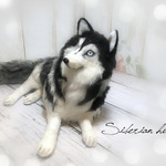 ハスキー　シベリアンハスキー　羊毛フェルト
