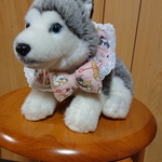 ＱTシュシュ(柴犬)