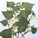 ドクダミ 押し花