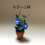 朝顔 ちびっこ鉢 超ミニチュア