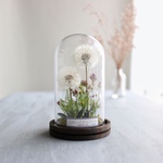 BotanicalGlassdome たんぽぽ  a