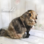 たぬき　タヌキ　狸　リアル　レア　羊毛フェルト　縁起物