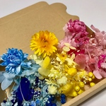 3色ヘリクリサム入り＊ハーバリウム 花材ドライフラワー  花材セット