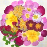 ピンクの花束♡赤鼻処理済み♡押し花アソート1186