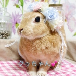 うさぎの花冠