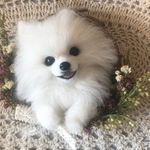 毛フェルト ポメラニアンのフラワーリース  ホワイト