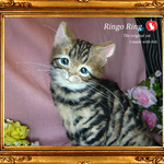 ☆羊毛フェルト☆猫☆キジトラ☆メガサイズ☆30㎝