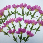 押し花素材・小町りんどう(再販)