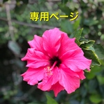 ミンサー柄クロスターバン
