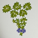 押し花素材 No. 158　　ブプレリウム・ブロワリア