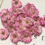 再販 かすみ草 ドライフラワー white pink